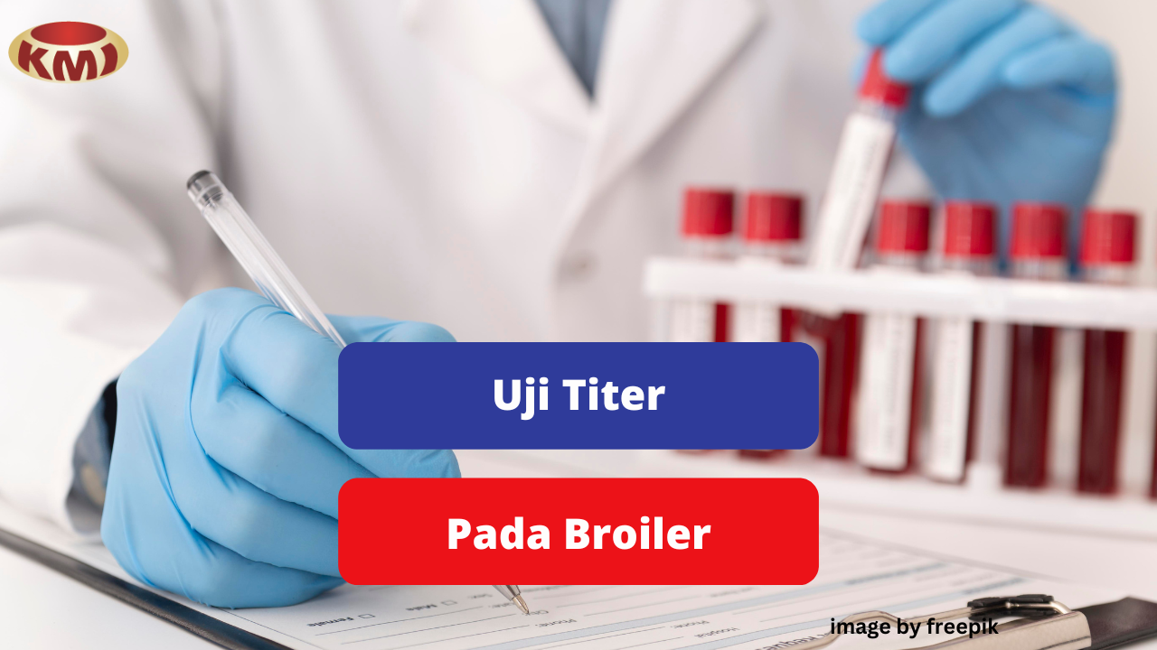 Alasan Pentingnya Cek Titer Darah Ayam Broiler